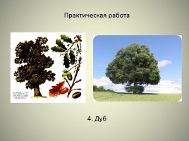 Леса России, слайд 21
