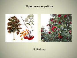 Леса России, слайд 22