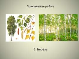 Леса России, слайд 23