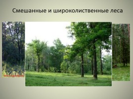 Леса России, слайд 28