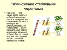 Вегетативное размножение растений, слайд 10