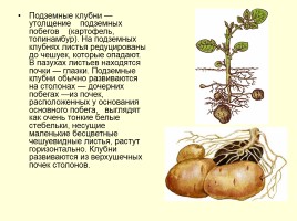 Вегетативное размножение растений, слайд 5