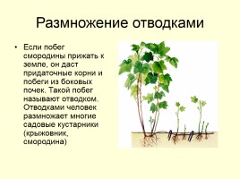 Вегетативное размножение растений, слайд 9