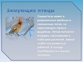 Зимующие птицы, слайд 13