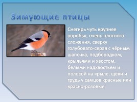 Зимующие птицы, слайд 8