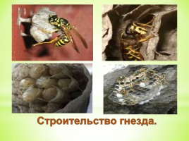 Из чего осы строят свои гнёзда?, слайд 11
