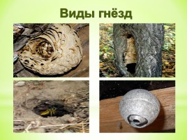 Из чего осы строят свои гнёзда?, слайд 8