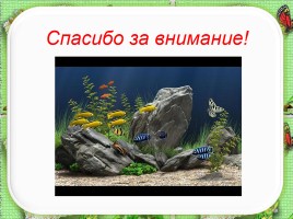 Исследовательская работа по теме: «Почему аквариумные рыбки плавают», слайд 18