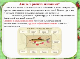 Исследовательская работа по теме: «Почему аквариумные рыбки плавают», слайд 8