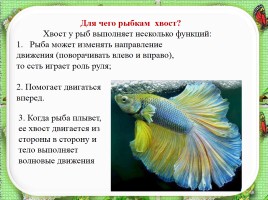 Исследовательская работа по теме: «Почему аквариумные рыбки плавают», слайд 9