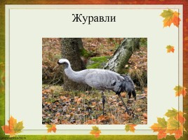Перелетные птицы Оренбургской области, слайд 11