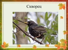Перелетные птицы Оренбургской области, слайд 20