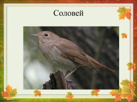 Перелетные птицы Оренбургской области, слайд 22