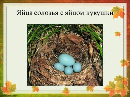 Перелетные птицы Оренбургской области, слайд 23