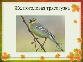 Перелетные птицы Оренбургской области, слайд 28