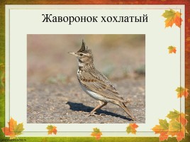 Перелетные птицы Оренбургской области, слайд 5