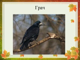 Перелетные птицы Оренбургской области, слайд 9