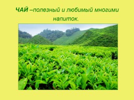 Чай и его влияние на организм человека, слайд 2