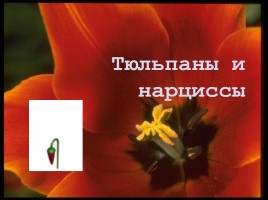 Тюльпаны и нарциссы, слайд 1