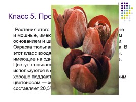 Тюльпаны и нарциссы, слайд 10