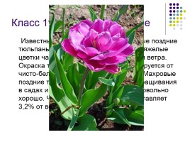 Тюльпаны и нарциссы, слайд 14