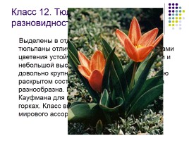 Тюльпаны и нарциссы, слайд 15