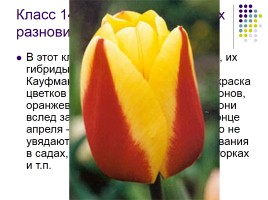 Тюльпаны и нарциссы, слайд 17