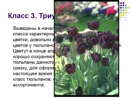 Тюльпаны и нарциссы, слайд 8