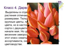 Тюльпаны и нарциссы, слайд 9