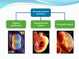 Внутриутробное развитие человека, слайд 3