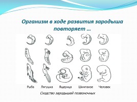 Внутриутробное развитие человека, слайд 4
