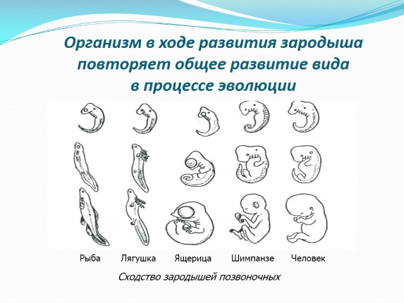 Наличие хвоста у зародыша человека на ранней. Сходство зародышей человека и позвоночных животных. Сходства стадий развития зародышей. Стадии развития эмбриона сравнение. Сходство стадии зародышевого развития позвоночных.