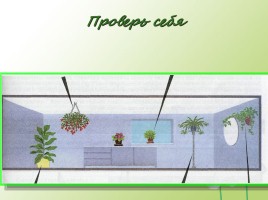 Комнатные растения в интерьере квартиры, слайд 16