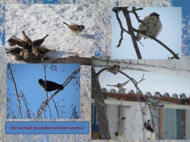 Проект: «Покормите птиц зимой», слайд 10