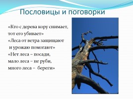 Путешествие в лес, слайд 31