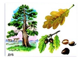 Деревья: дуб, берёза, клён, тополь, сосна, осина, липа, ива, рябина, каштан - Признаки и распознования, слайд 2