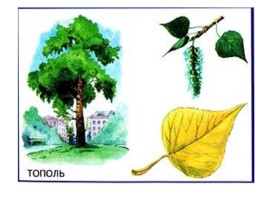 Деревья: дуб, берёза, клён, тополь, сосна, осина, липа, ива, рябина, каштан - Признаки и распознования, слайд 6