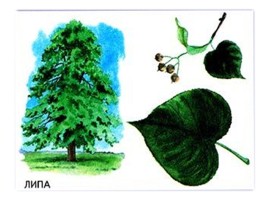 Деревья: дуб, берёза, клён, тополь, сосна, осина, липа, ива, рябина, каштан - Признаки и распознования, слайд 8