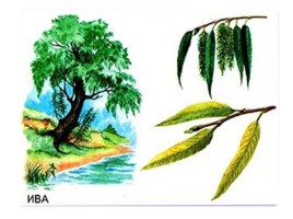 Деревья: дуб, берёза, клён, тополь, сосна, осина, липа, ива, рябина, каштан - Признаки и распознования, слайд 9