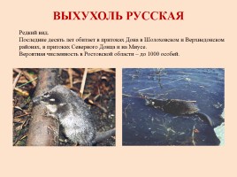 Красная книга Ростовской области - Животные, слайд 13
