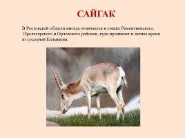 Красная книга Ростовской области - Животные, слайд 14