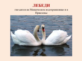 Красная книга Ростовской области - Животные, слайд 15