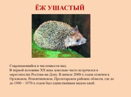 Красная книга Ростовской области - Животные, слайд 16