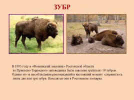 Красная книга Ростовской области - Животные, слайд 18