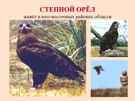 Красная книга Ростовской области - Животные, слайд 19