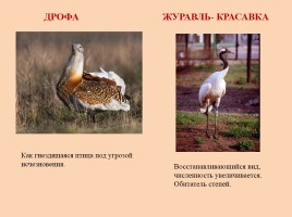 Красная книга Ростовской области - Животные, слайд 20