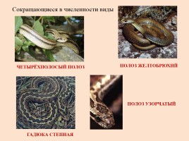 Красная книга Ростовской области - Животные, слайд 22