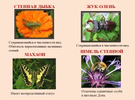 Красная книга Ростовской области - Животные, слайд 23