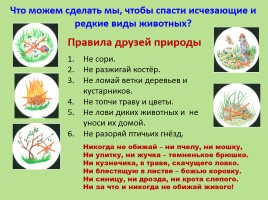 Красная книга Ростовской области - Животные, слайд 29