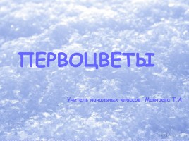 Минутка релаксации «Первоцветы»